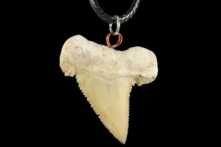 Fossil Shark (Palaeocarcharodon) Tooth Necklace -Morocco #110248